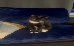 Domestic Shorthair cats for sale: Pretty little tuxedo and cutest little tabby - Image 11