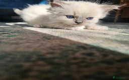 Ragdoll cats for sale: Adorable Ragdoll Kittens Ready for New Homes Soon! - Image 6