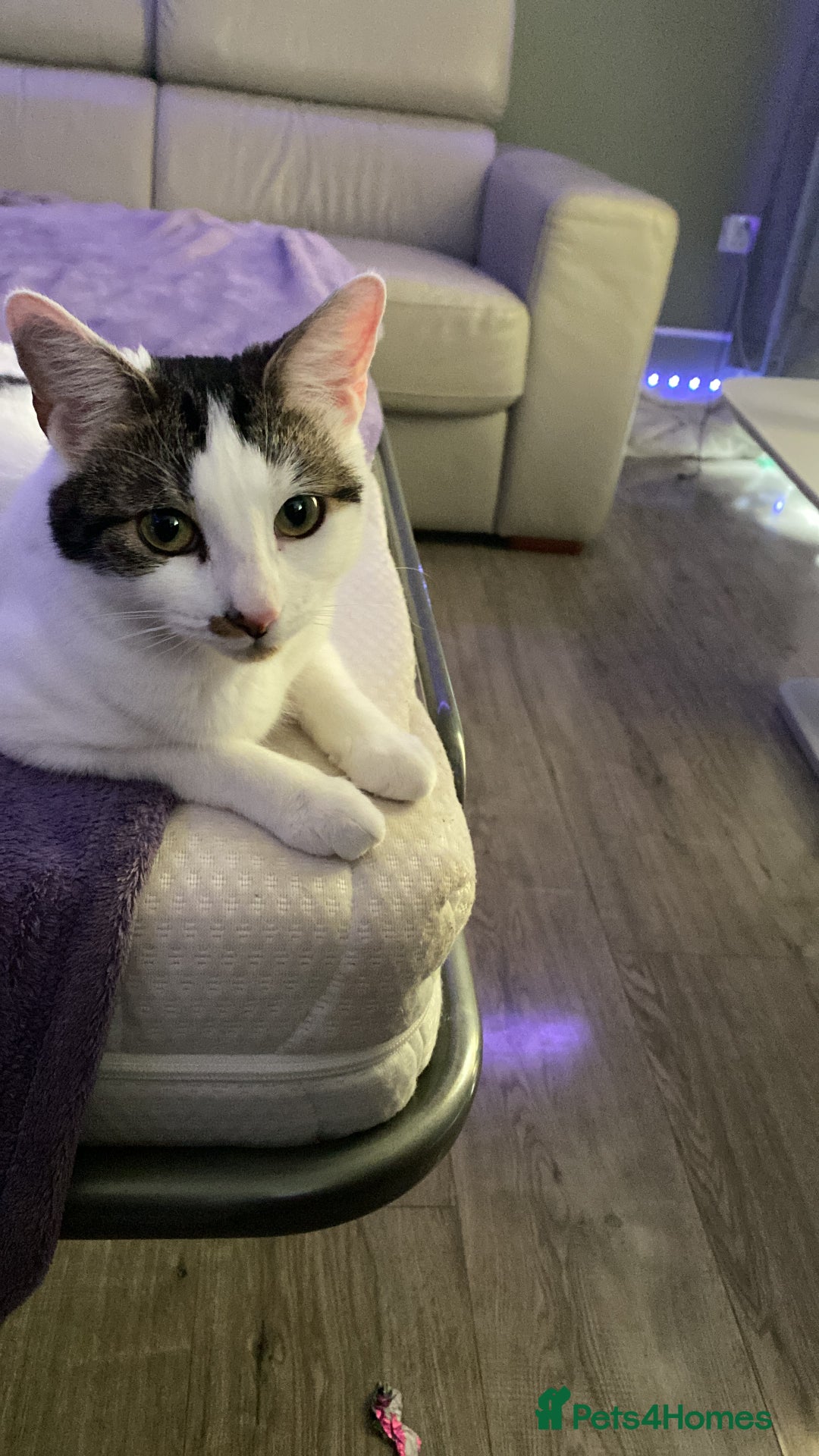 Mixed Breed cats for sale: Beautiful cat half breed (female) - Advert 3