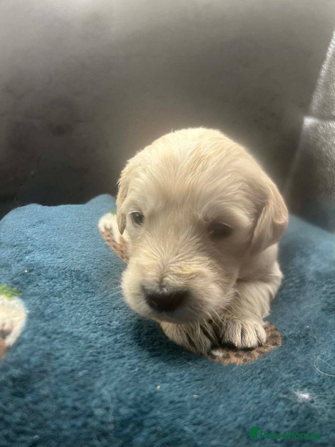 Golden Retriever dogs for sale: Stunning Golden Retrievers. 4 Boys / 4 Girls - Advert 23