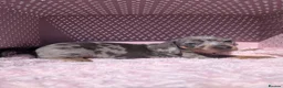 Miniature Dachshund dogs for sale: Miniature daschund  - Advert 2