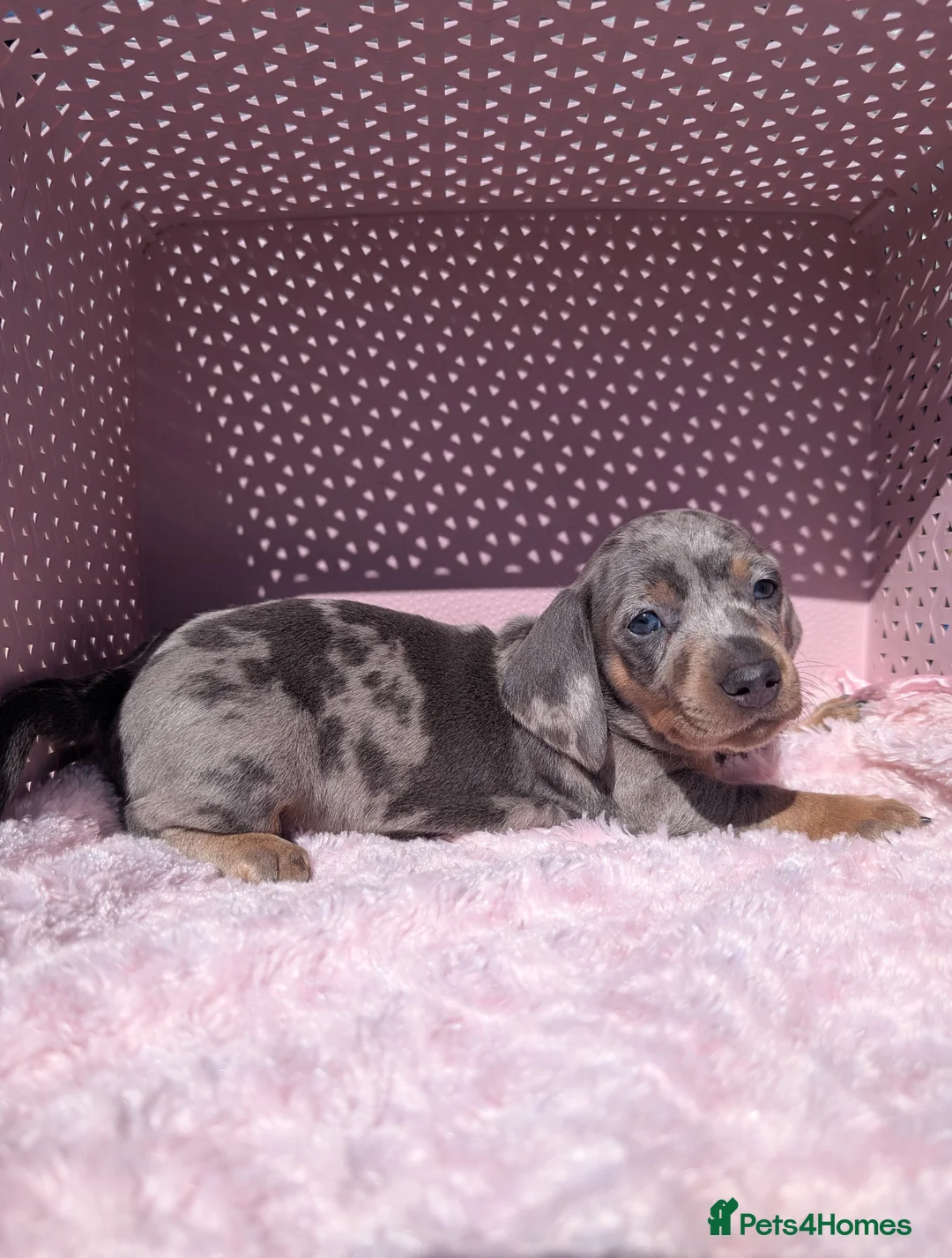 Miniature Dachshund dogs for sale: Miniature daschund  - Advert 2