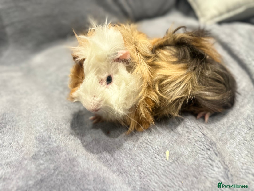 Guinea Pig rodents for sale: Guinea pig - Advert 3