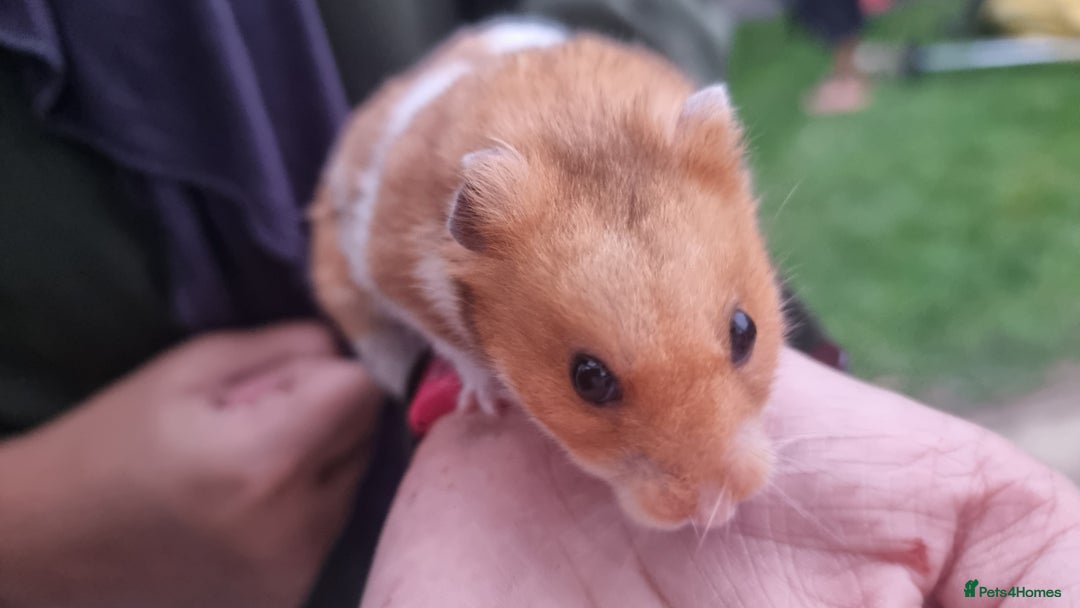 Hamster rodents for sale: Friendly syrian hamster to sell ASAP - Image 2