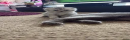 Scottish Fold cats for sale: 🐾 4 Beautiful Scottish Fold Boys 🐾 - Advert 3