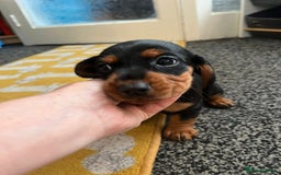 Mixed Breed dogs for sale: Docker Puppies For Sale🐶 - Image 2