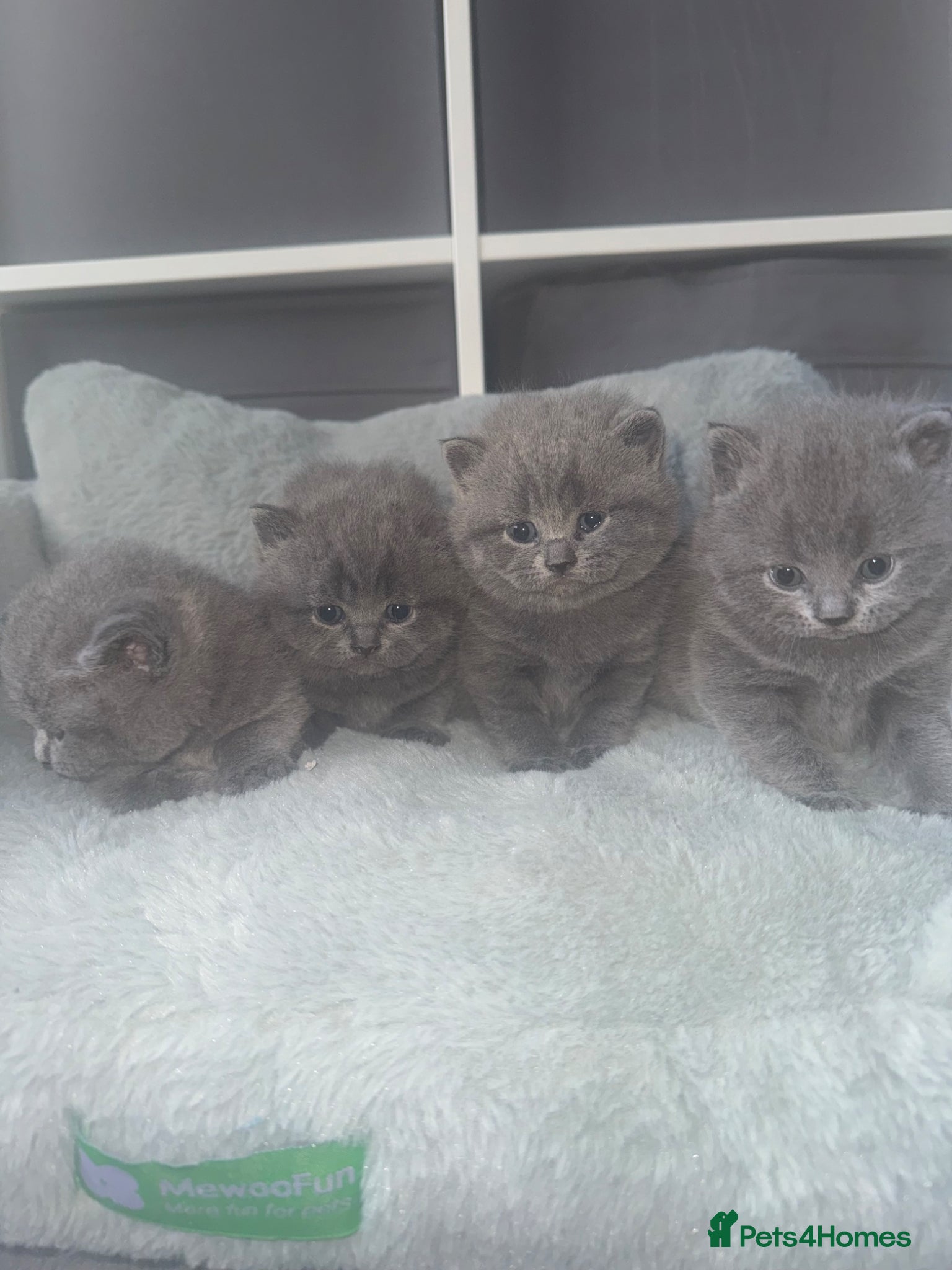 British Shorthair cats for sale: Pedigree GCCF Registered British Shorthair  - Advert 1