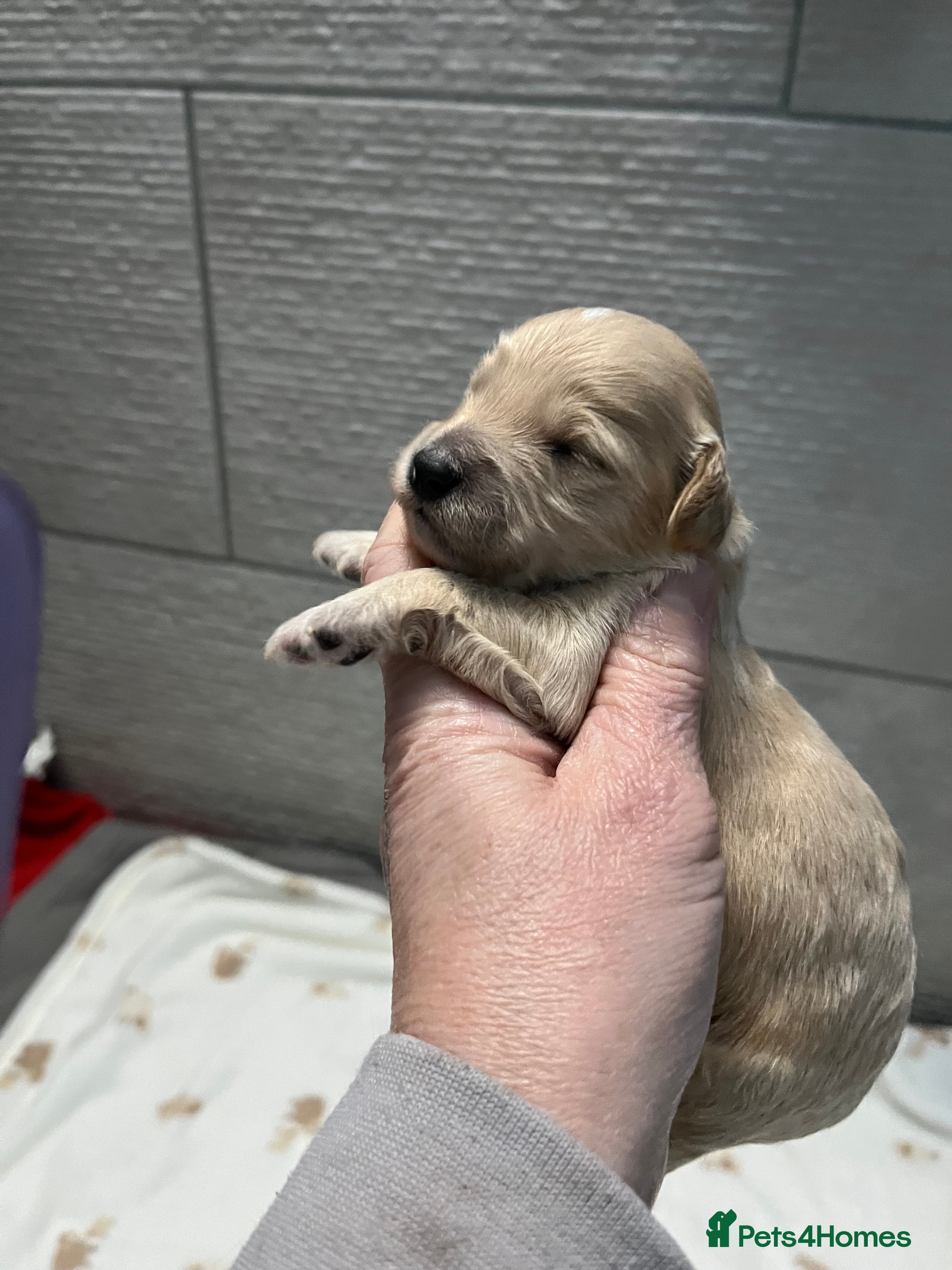 Cockapoo dogs F1b cockapoos - Advert 18