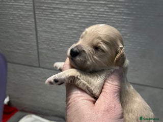 Cockapoo dogs F1b cockapoos - Advert 18