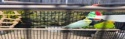 Budgerigars birds for sale: Breeding couple with Cage and lots of accessories - Advert 2