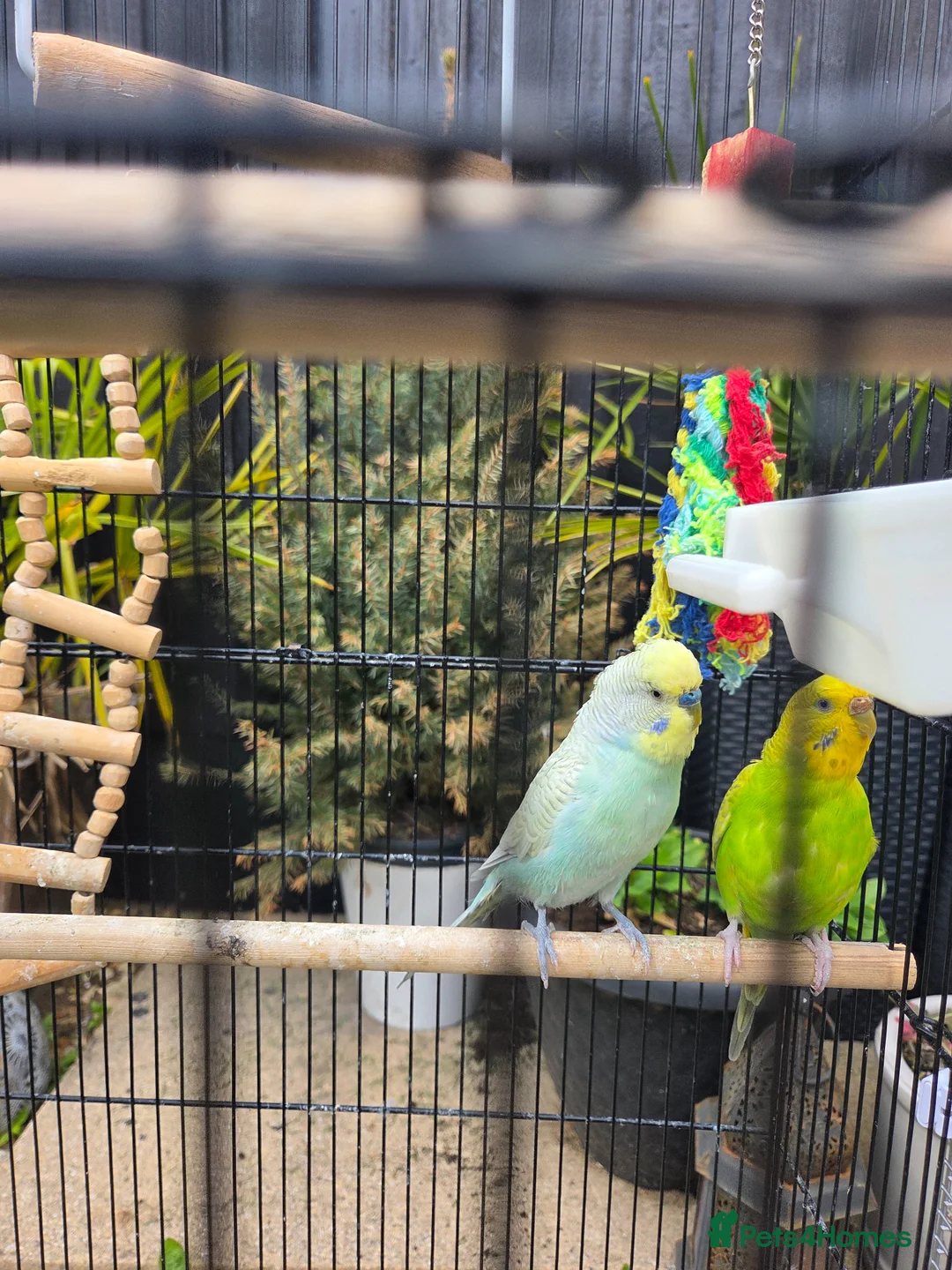 Budgerigars birds for sale: Breeding couple with Cage and lots of accessories - Advert 2