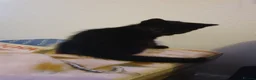 Mixed Breed cats for sale: 2 fluffy kittens - Advert 7
