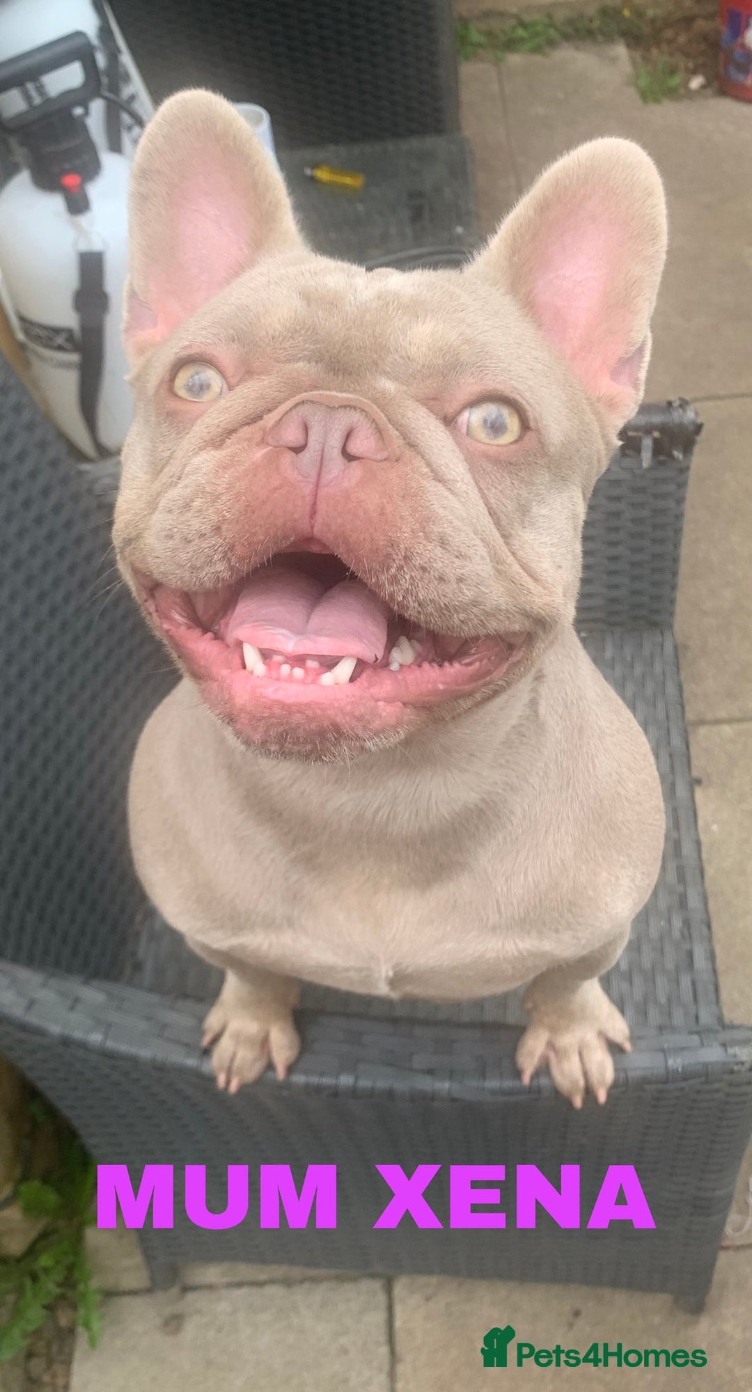 French Bulldog dogs for sale: Stunning Newshade French Bulldog Puppies - Image 32