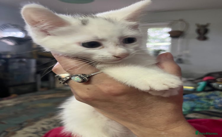 Domestic Shorthair cats - Advert 8