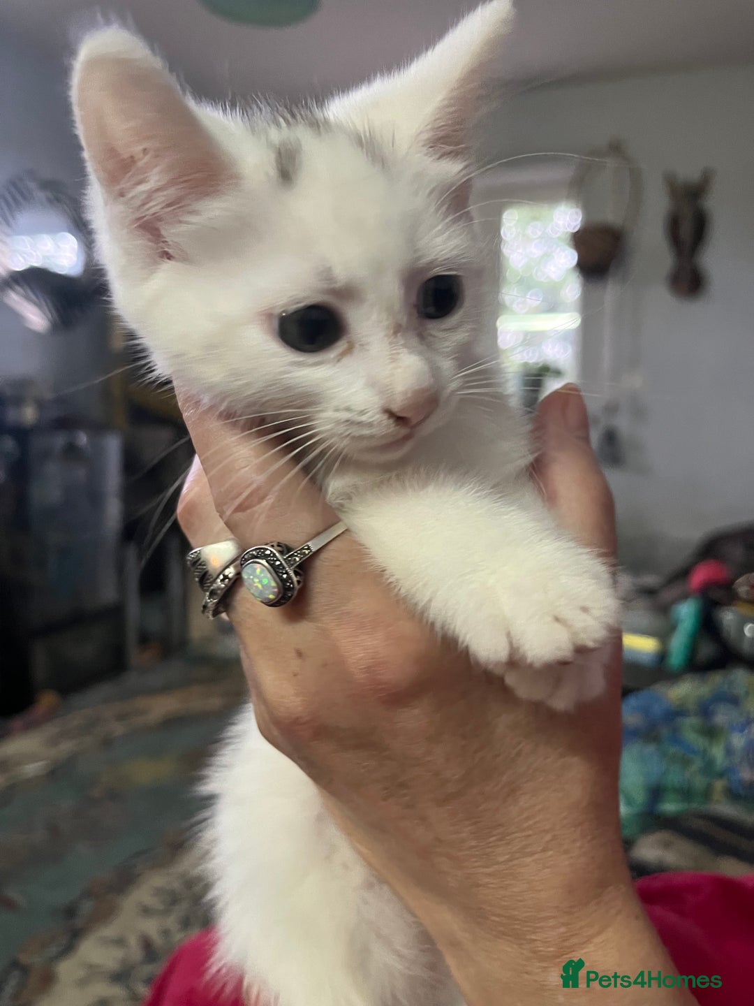 Domestic Shorthair cats for sale: Luna and Lily - Image 3