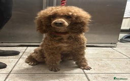 Cockapoo dogs for sale: Ready now F1 show type cocker spaniel  - Image 8