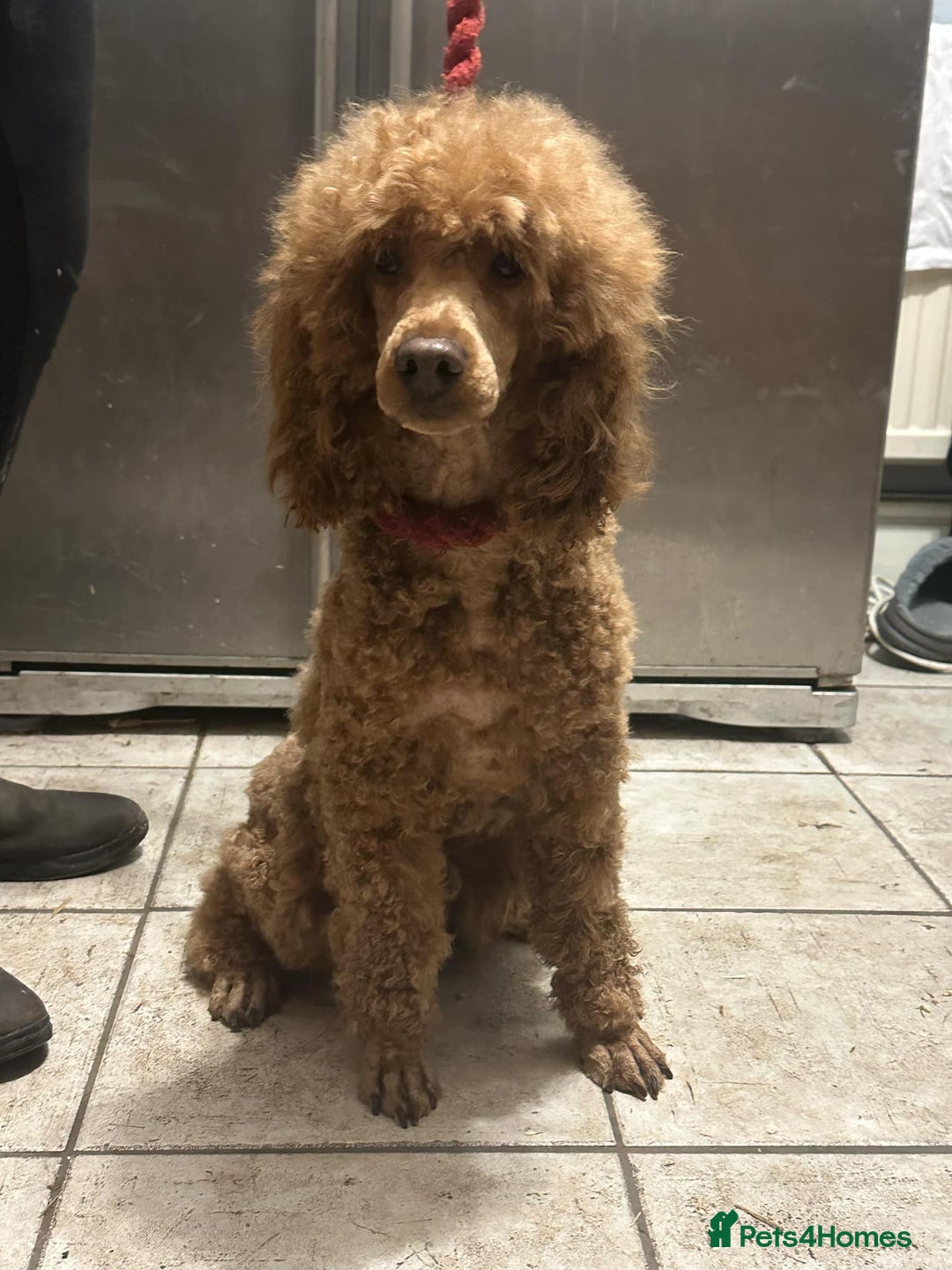 Cockapoo dogs for sale: Ready now F1 show type cocker spaniel  - Image 8