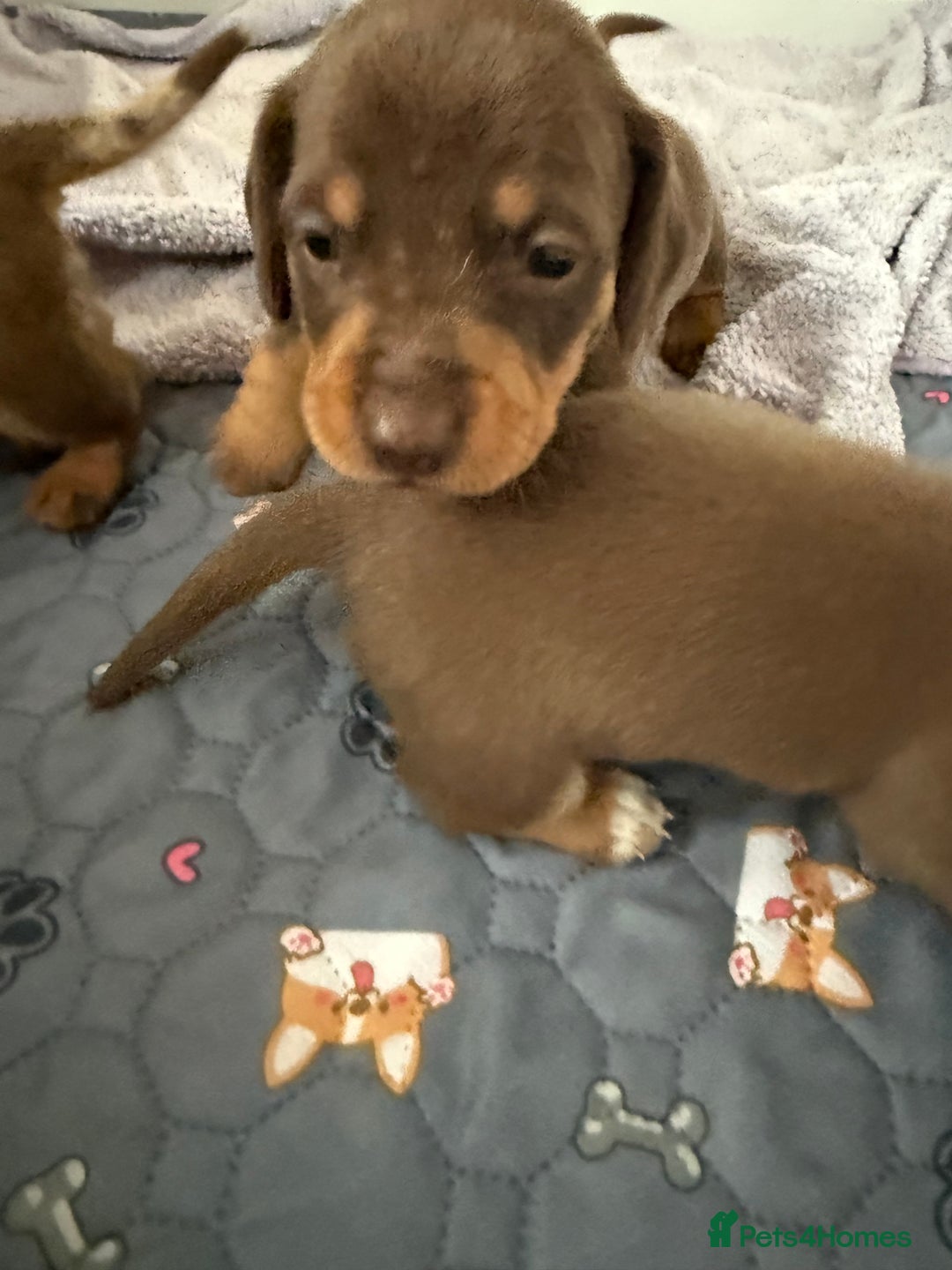 Miniature Dachshund dogs for sale: Gorgeous miniature dachshunds   - Advert 8