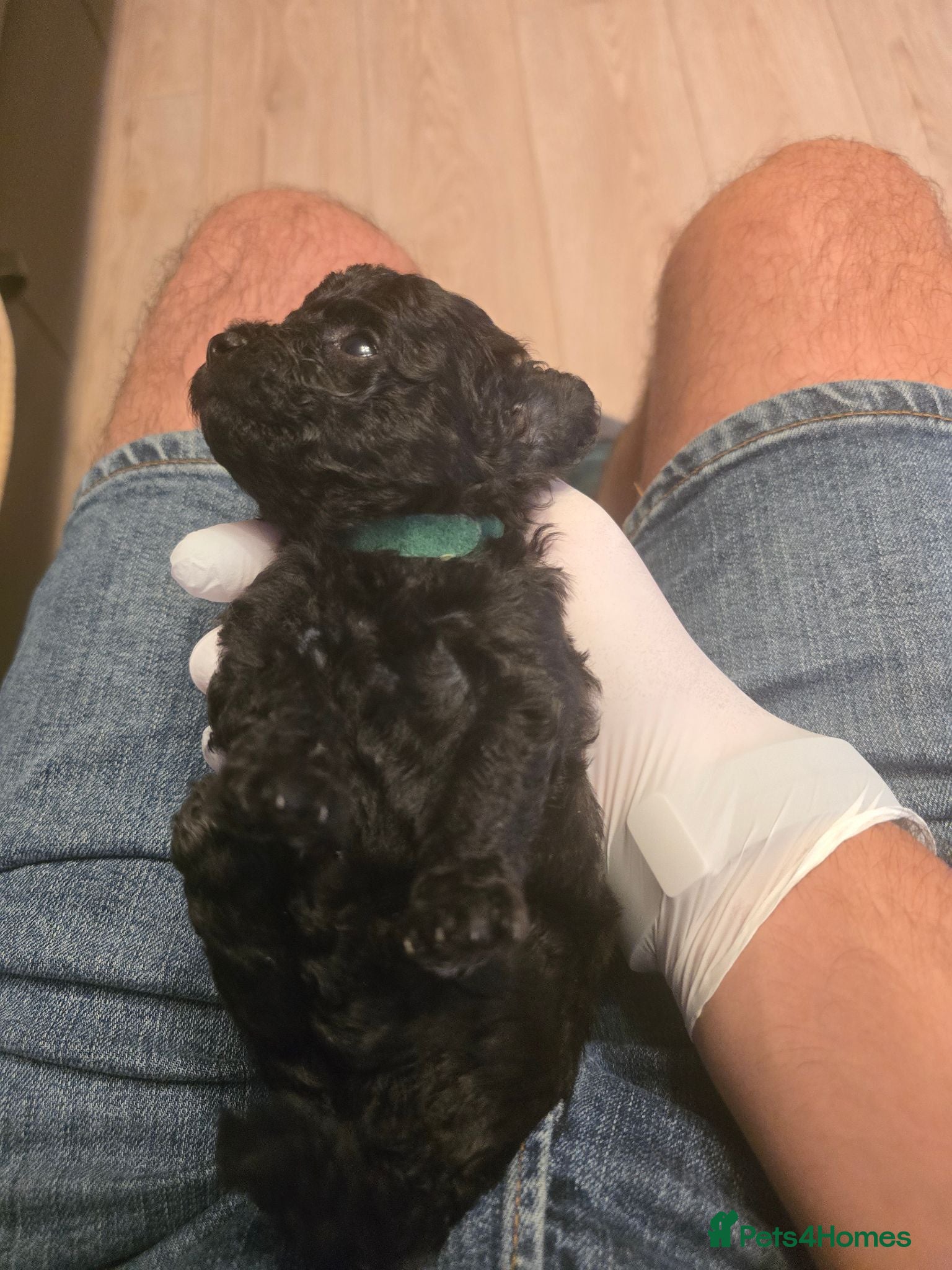 Chipoo dogs Beautiful Multigen Chipoo x Micro Poodle Puppies - Advert 1