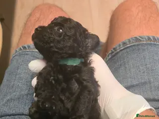 Chipoo dogs Beautiful Multigen Chipoo x Micro Poodle Puppies - Advert 2
