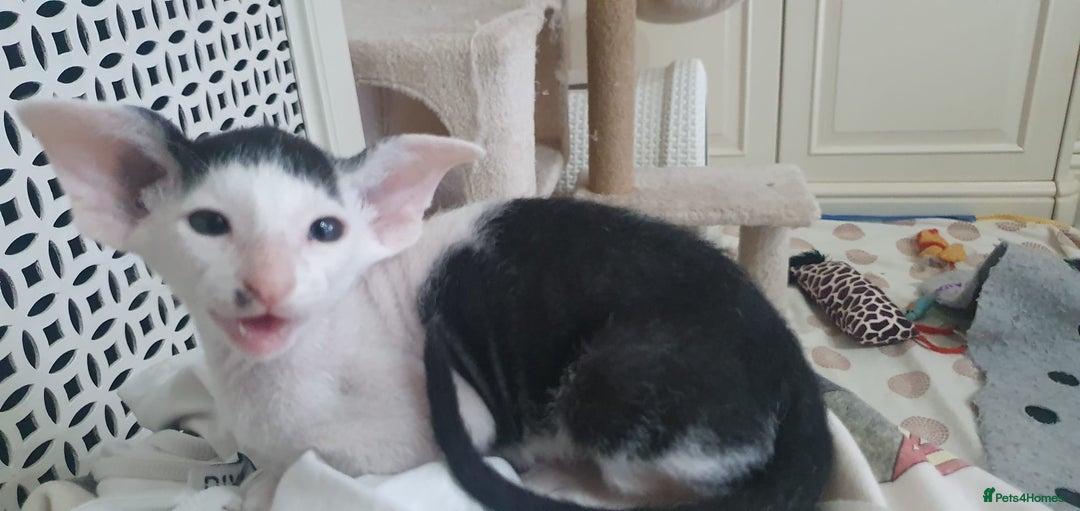 Oriental cats for sale: Beautiful Oriental Kittens for Sale - Advert 11