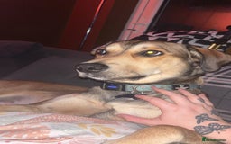 Mixed Breed dogs for sale: Ronnie  - Advert 7