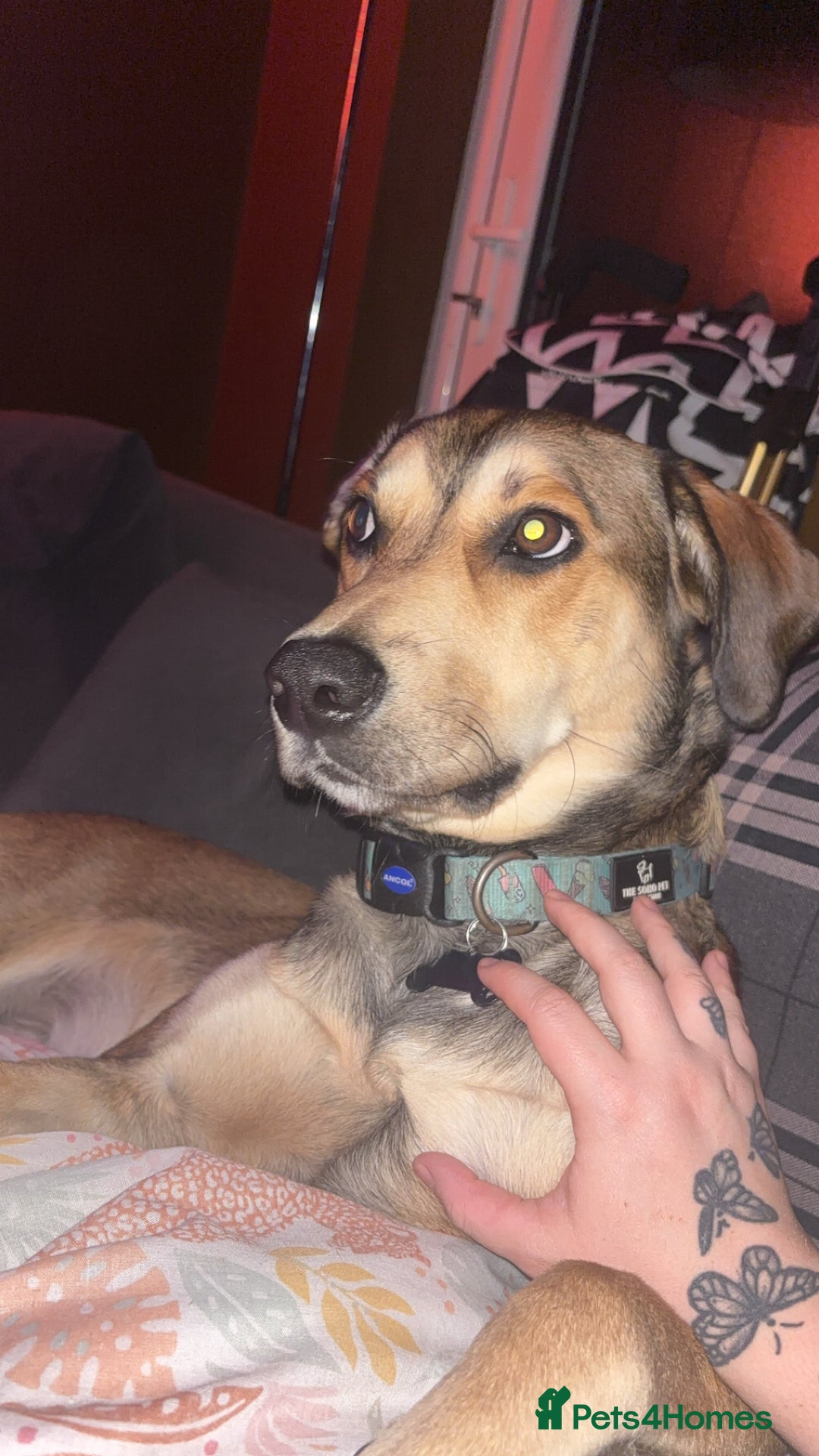 Mixed Breed dogs for sale: Ronnie  - Advert 7