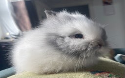 Lionhead rabbits for sale: Stunning DM lionhead rabbits 🐰 - Image 10