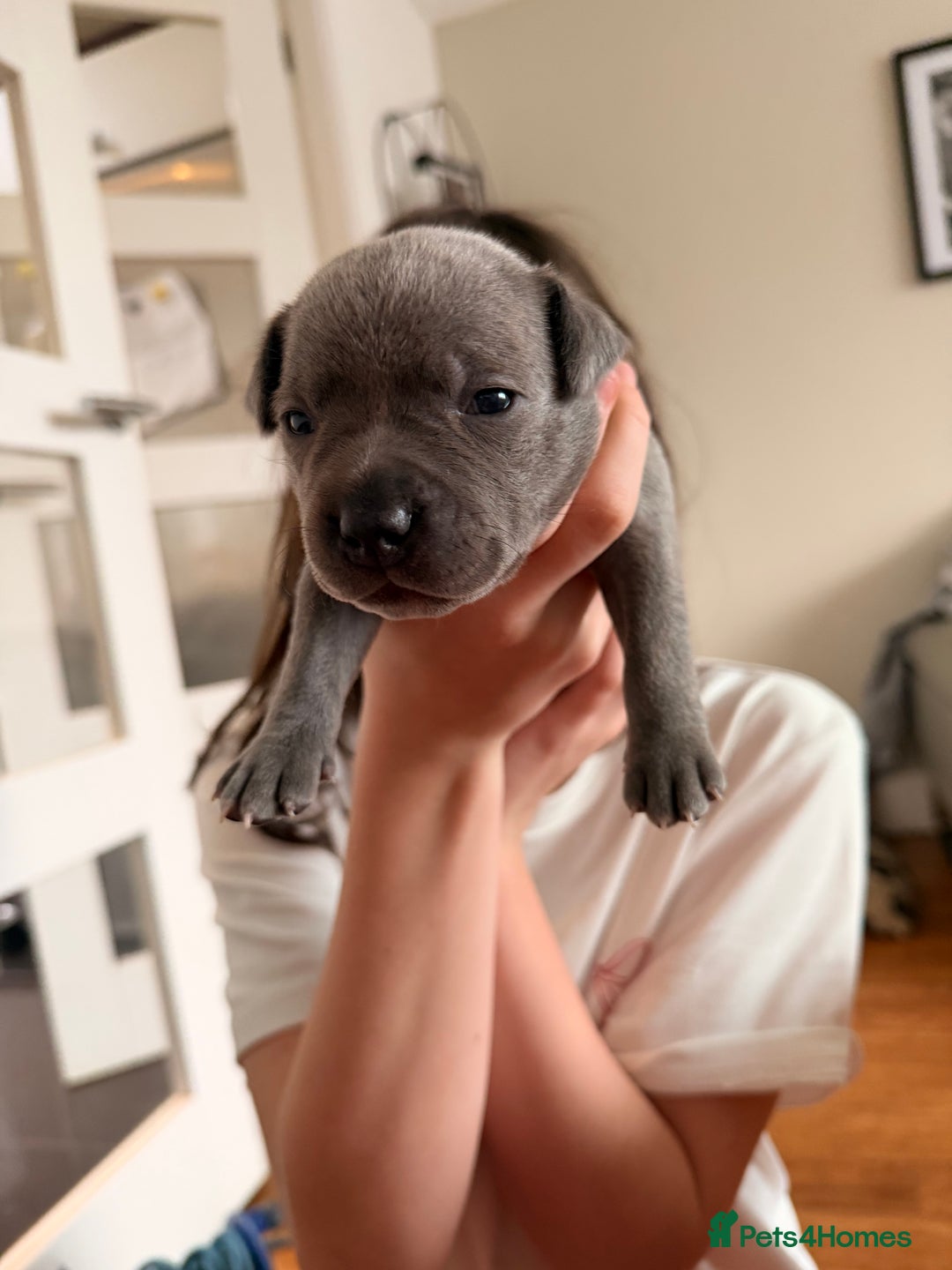 Staffordshire Bull Terrier dogs for sale: 💙Blue x Rare Fawn Staffordshire Bull Terrier Pups - Advert 31