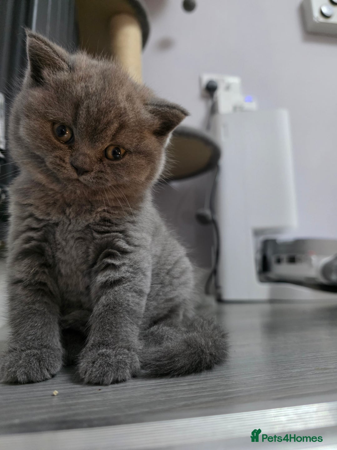 British Shorthair cats for sale:  GCCF British Shorthair - Champion Bloodlines  - Advert 9