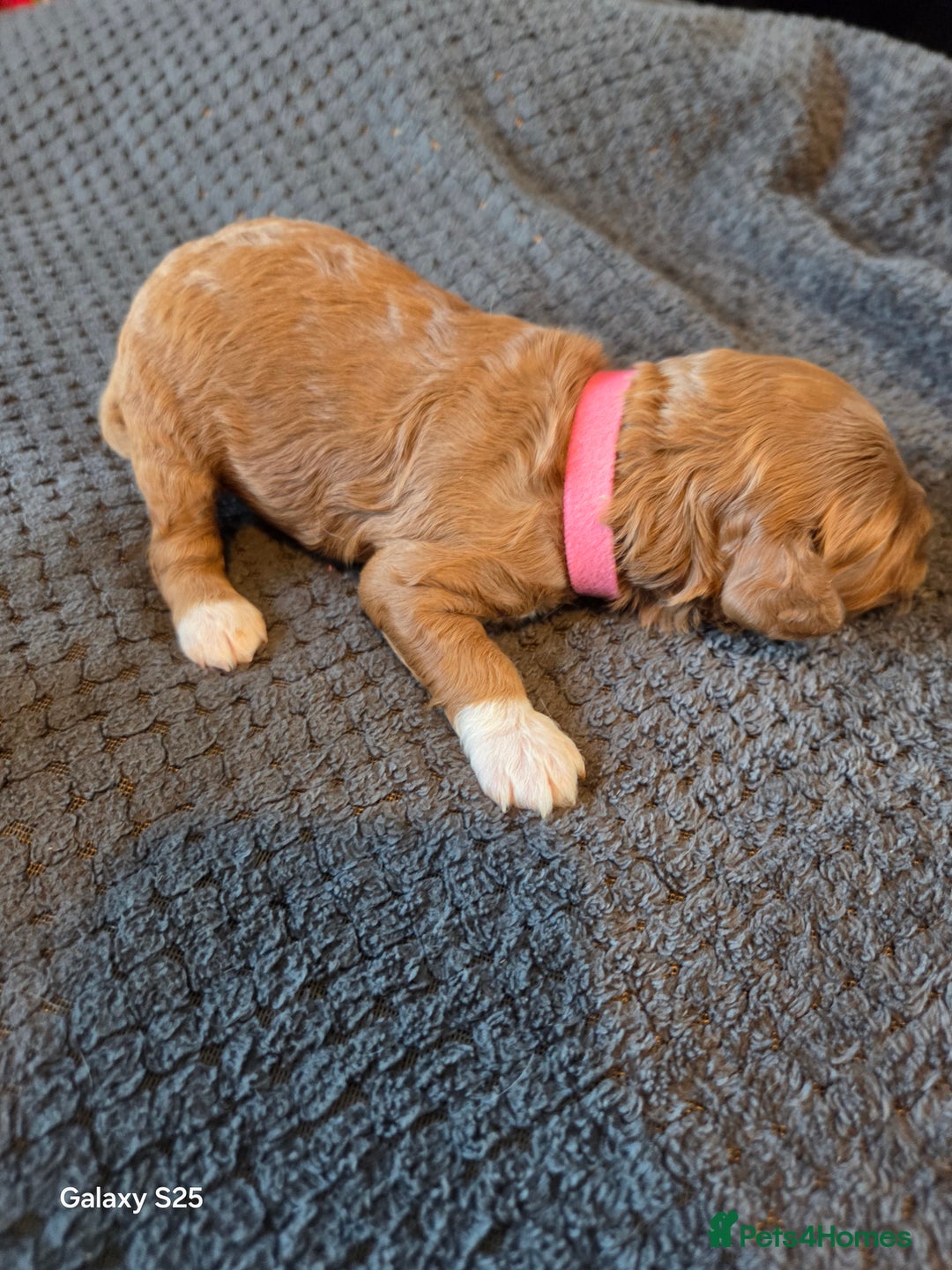 Cavapoo dogs for sale: Minature cavapoos - Advert 10