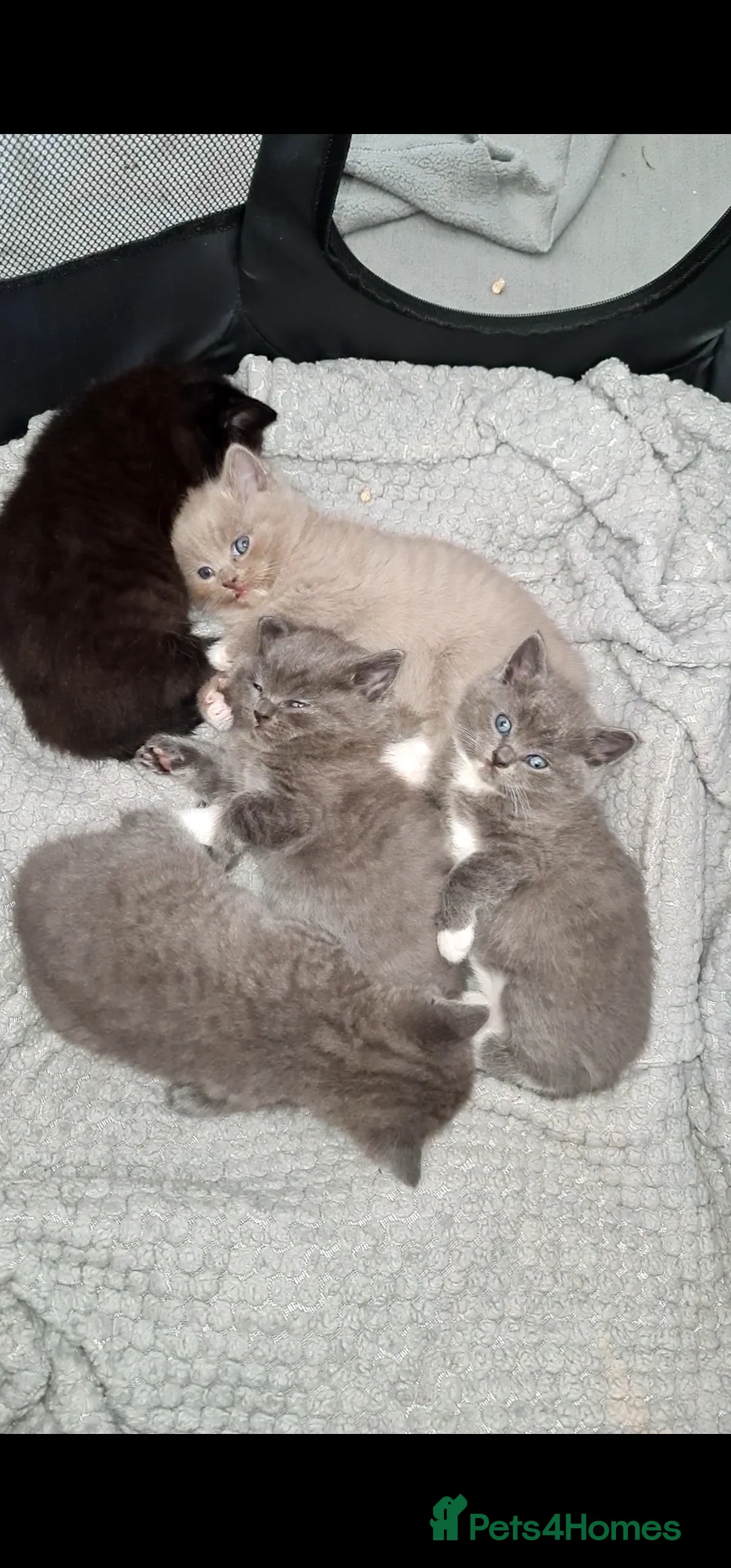 British Shorthair cats for stud: For stud lilac boy Sir Arnold (carries choc gene) in Bradford - Advert 17