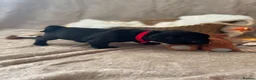 Pug dogs for sale: Six Happy & Healthy KC Pedigree Pugs - Advert 29