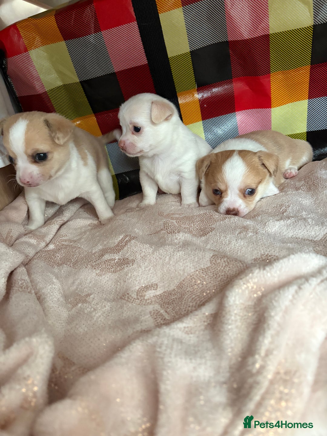 Chihuahua dogs for sale: Puppy’s  - Advert 6