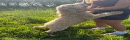 Bernedoodle dogs for sale: 2 Black Standard Bernedoodle Boys READY TODAY  - Advert 3
