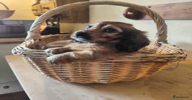 Miniature Dachshund dogs - Advert 5