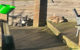British Giant rabbits for sale: Large rabbit for sale  - Image 4