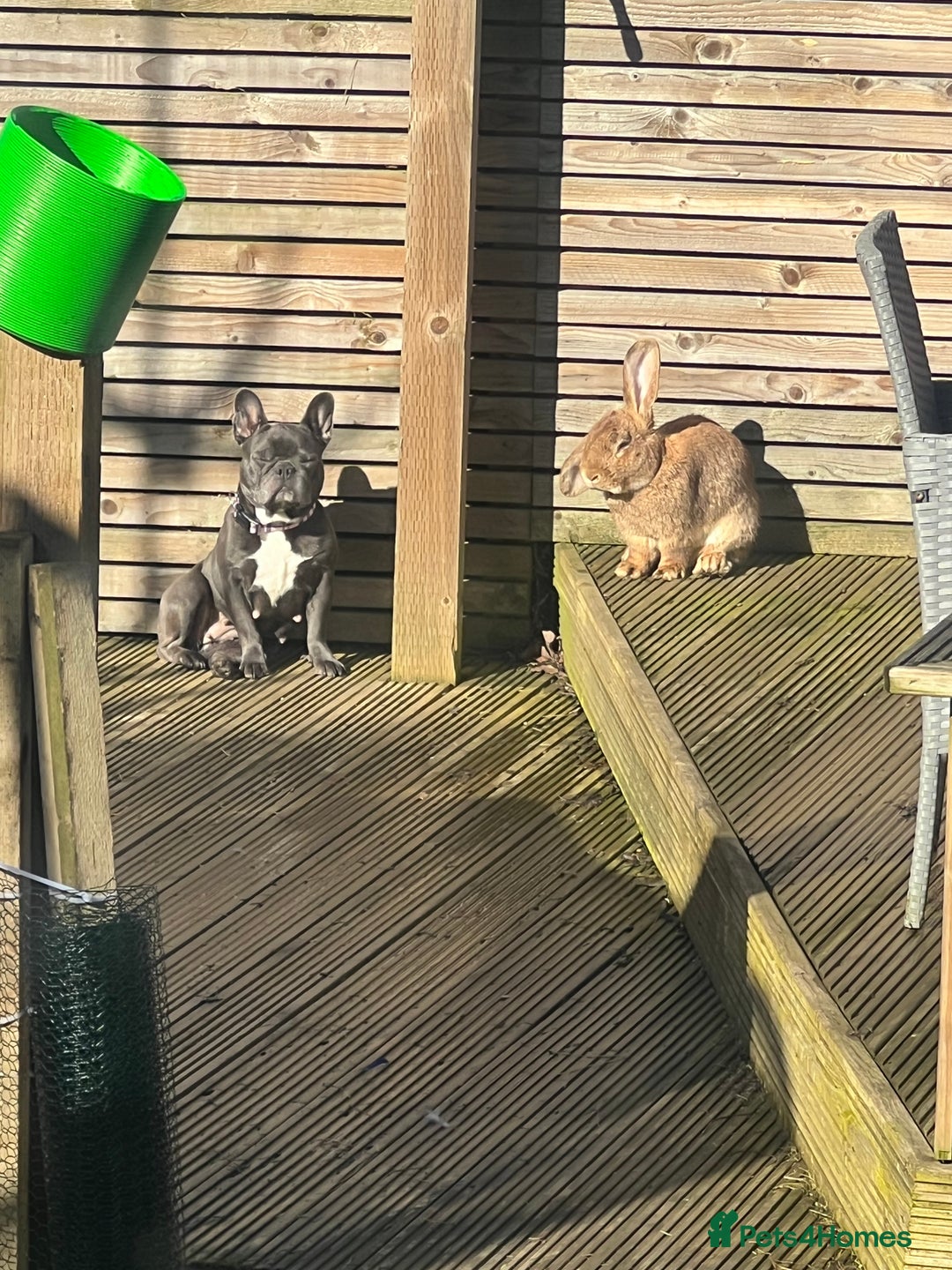 British Giant rabbits for sale: Large rabbit for sale  - Image 4