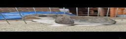 French Lop rabbits for sale: 10 beautiful show quality french lop kits  - Advert 5