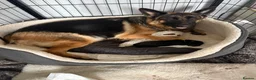 German Shepherd dogs for sale: Chunky beautiful German shepherd pup  - Advert 32