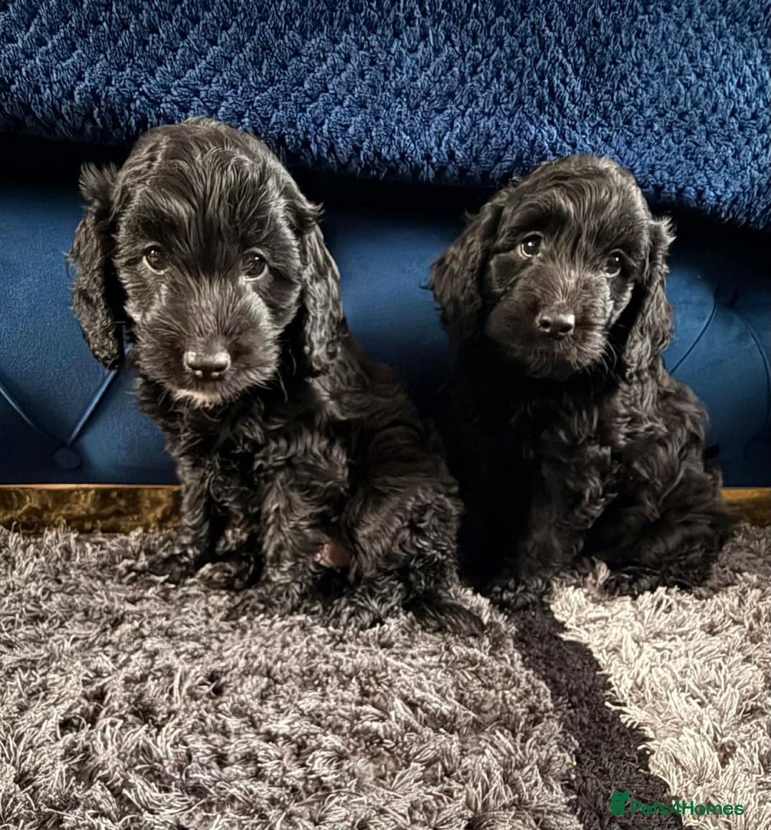 Cockapoo dogs for sale: Beautiful sister and brother available  - Advert 8