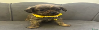 Yellow Collar