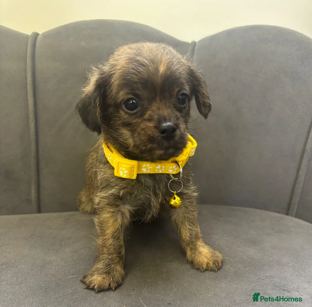 Chipoo dogs for sale: Stunning Chipoo Pups - Advert 23