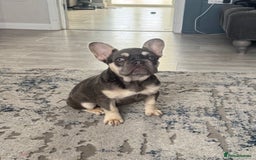 French Bulldog dogs for sale: Ready now, REDUCED 2 chocolate/lilac tan in Maidstone - Image 4
