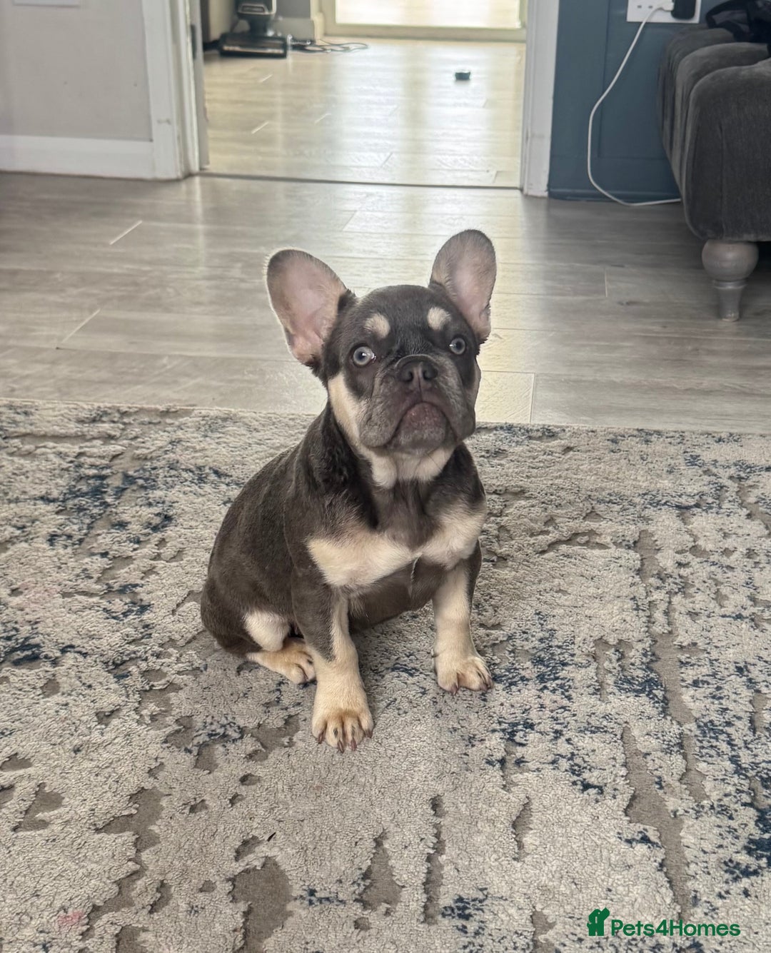 French Bulldog dogs for sale: Ready now, REDUCED 2 chocolate/lilac tan in Maidstone - Image 4