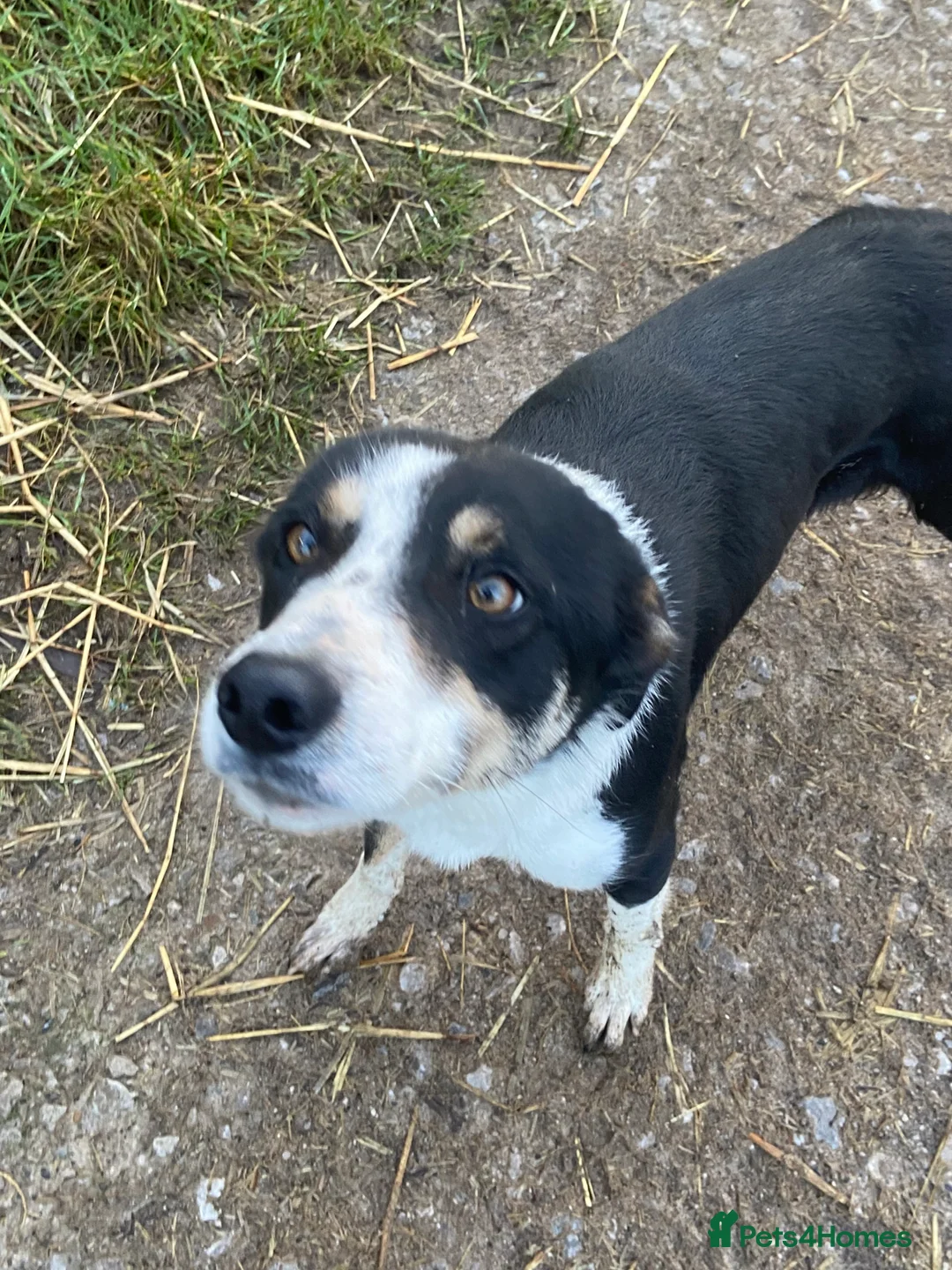 Border Collie dogs for sale: Trie Border collie Bitch  - Advert 1