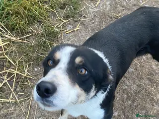 Border Collie dogs Trie Border collie Bitch - Advert 4