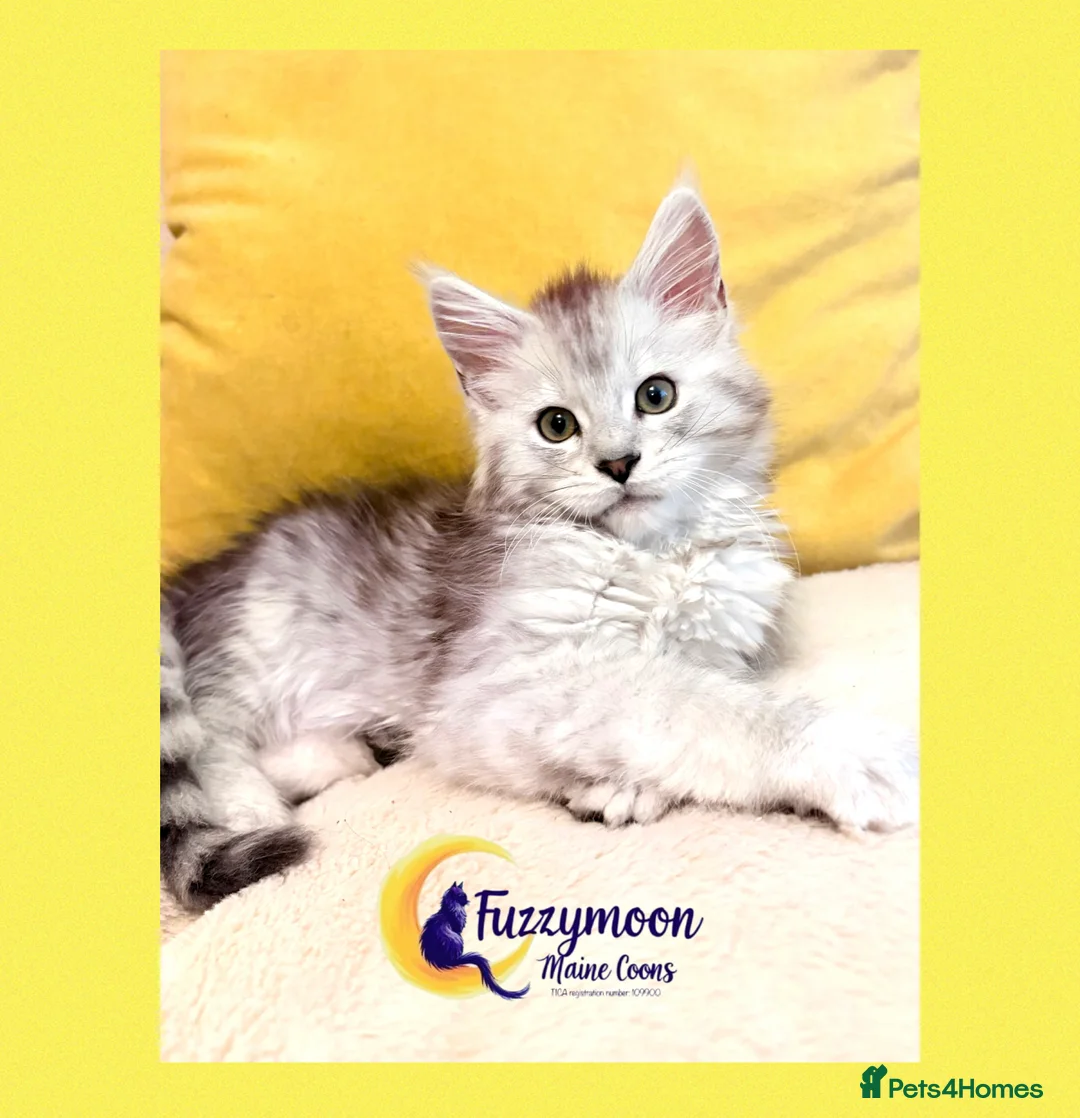 Maine Coon cats for sale: Gorgeous Shaded Pedigree Maine Coon Kittens - Advert 24