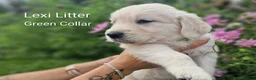 Golden Retriever dogs for sale: Show Line Golden Retriever pups available - Advert 12