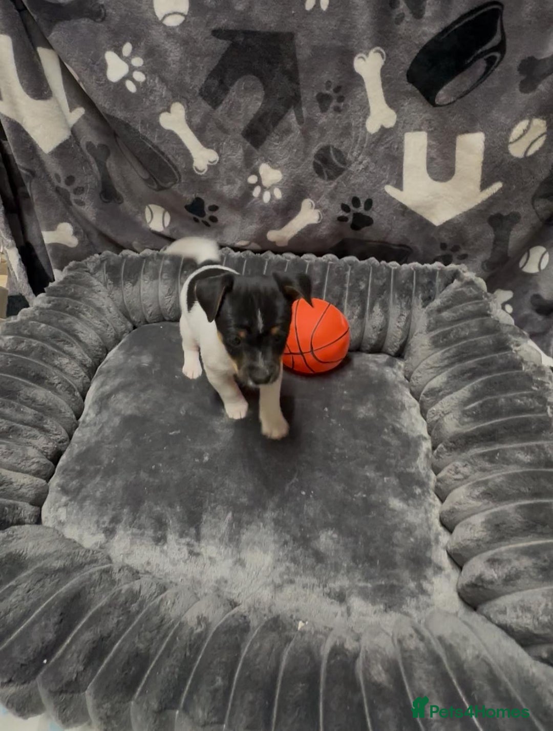 Jack Russell dogs for sale: Jack Russell puppies - Advert 3